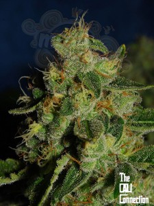 Cali Connection - Green Crack (1)