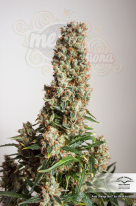 DUTCH PASSION - Auto Orange Bud® (1)