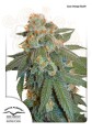 DUTCH PASSION - Auto Orange Bud® (1)
