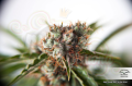 DUTCH PASSION - Auto Orange Bud® (1)