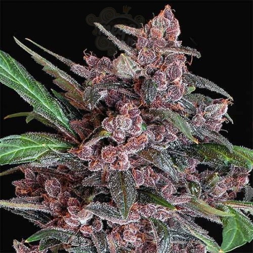 Black Lemon Auto - Exotic Seed (1)
