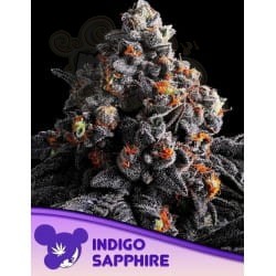 Indigo Sapphire - ANESIA SEEDS