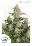 DUTCH PASSION - Auto Critical Orange Punch® (1)