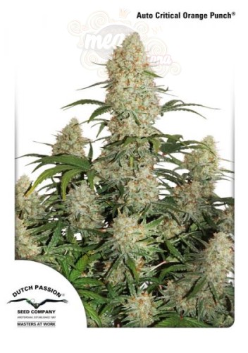 DUTCH PASSION - Auto Critical Orange Punch® (1)