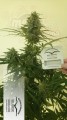 DUTCH PASSION - Auto Critical Orange Punch® (1)