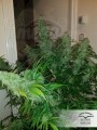 DUTCH PASSION - Auto Critical Orange Punch® (1)