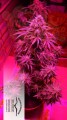 DUTCH PASSION - Auto Critical Orange Punch® (1)