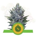 ROYAL QUEEN SEEDS - Northern Light Automatic®  100szt