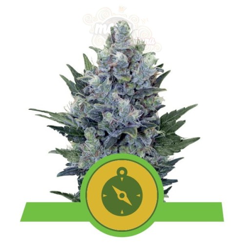ROYAL QUEEN SEEDS - Northern Light Automatic®  100szt