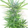ROYAL QUEEN SEEDS - Northern Light Automatic®  100szt