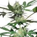 ROYAL QUEEN SEEDS - Northern Light Automatic®  100szt