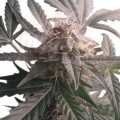 ROYAL QUEEN SEEDS - Northern Light Automatic®  100szt