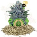 ROYAL QUEEN SEEDS - Northern Light Automatic®  100szt