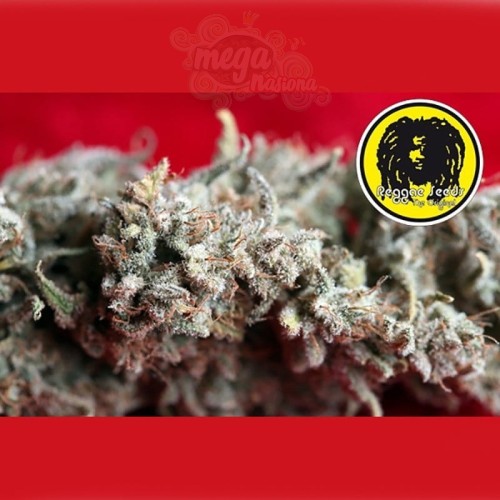 REGGAE SEEDS - O'Haze Red
