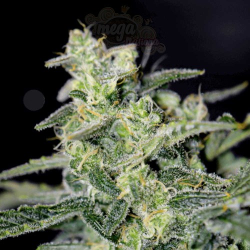 Mephisto Genetics - Hubbabubbasmelloscope Auto