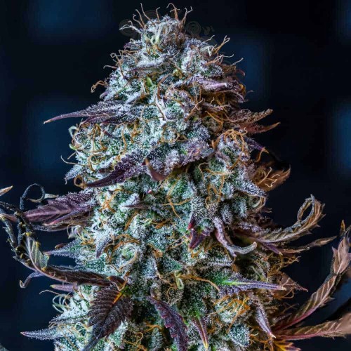 Mephisto Genetics - Mephisto’s Wedding Auto