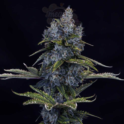 Mephisto Genetics -  Forgotten Cookies Auto