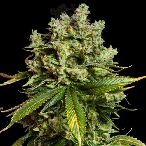 Mimosa Auto