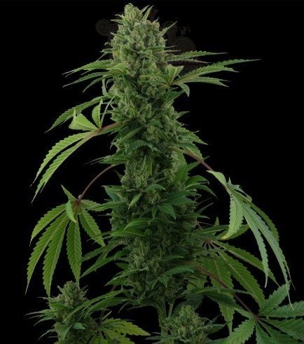 Pineapple Chunk Auto