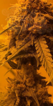 Afghan Kush