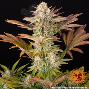 Barney's Farm - Jealousy