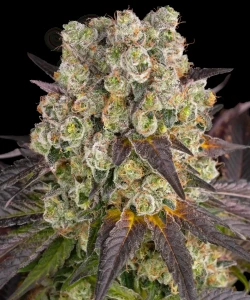 Barney's Farm - Purple Punch x Lemon Drizzle