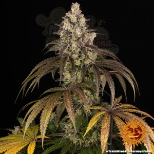 Barney's Farm - Trainwreck