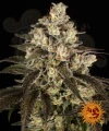 Barney's Farm - Trainwreck