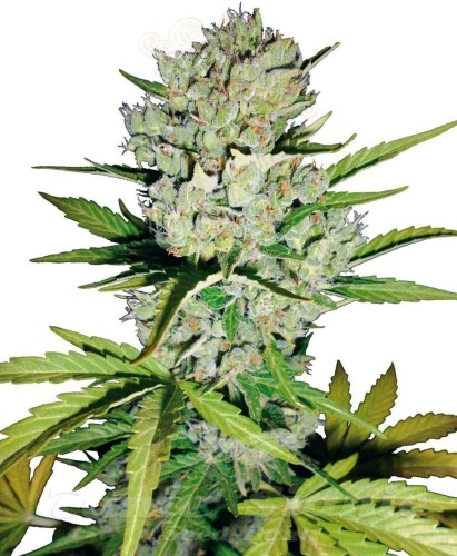Super Skunk Auto