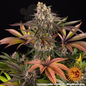 Barney's Farm - Limoncello