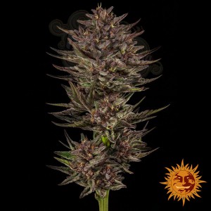 Barney's Farm - Frosted Zinn x Cookie Dog Auto