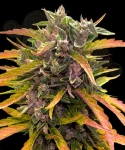 Barney's Farm - GG4 Auto (glue gelato)