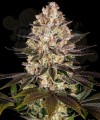 Barney's Farm - Hindu Kush