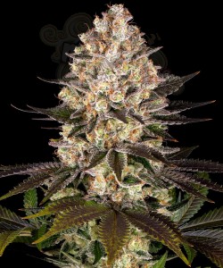 Barney's Farm - Hindu Kush