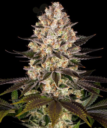 Barney's Farm - Hindu Kush