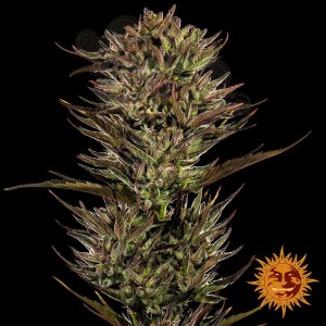 Barney's Farm - Thin Mint x Sour Pinot Auto