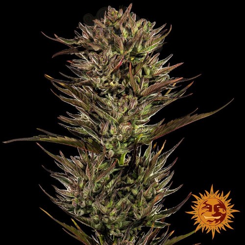 Barney's Farm - Thin Mint x Sour Pinot Auto