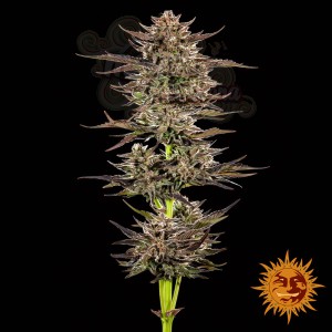 Barney's Farm - Frosted Zinn x 3 Bears OG Auto