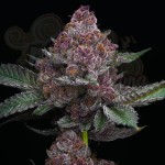 Barney's Farm - Cherry Poppers