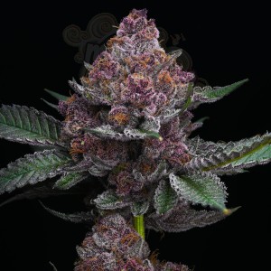 Barney's Farm - Cherry Poppers