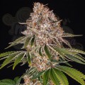 Barney's Farm - Cookie Casket