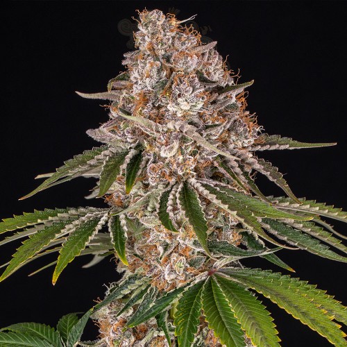 Barney's Farm - Cookie Casket
