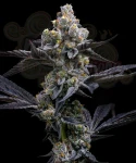 Barney's Farm - Garlic Cookies