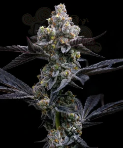 Barney's Farm - Garlic Cookies