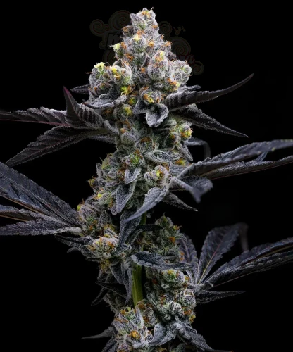 Barney's Farm - Garlic Cookies