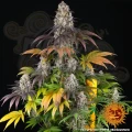 Barney's Farm - GARY PAYTON 
