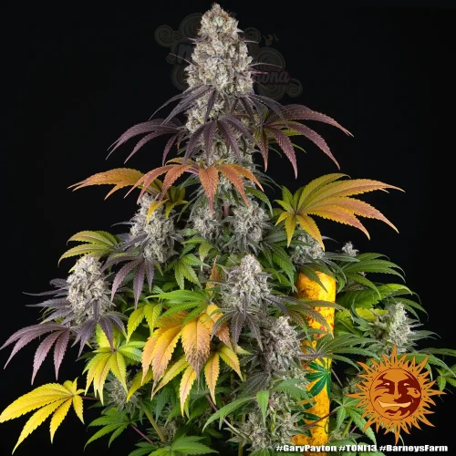 Barney's Farm - GARY PAYTON 