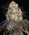 Barney's Farm - GARY PAYTON 
