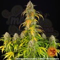 BARNEY’S FARM - Pineapple Express Auto