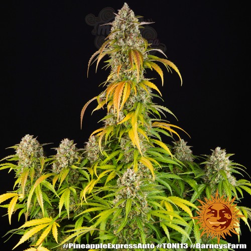 BARNEY’S FARM - Pineapple Express Auto